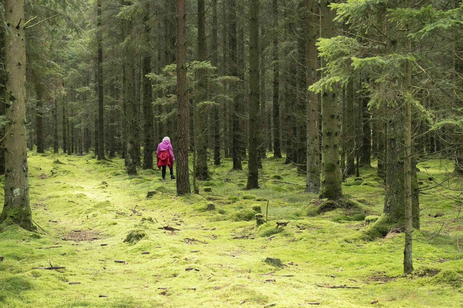 svampejagt 2 Sienestys.